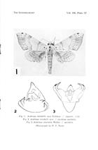 A New Species of Andriasa (Lepidoptera: Sphingidae) from Zambia