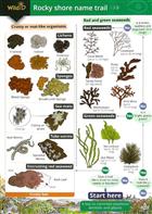 Rocky Shore Name Trail (Identification Chart)