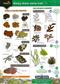 Rocky Shore Name Trail (Identification Chart)