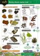 Rocky Shore Name Trail (Identification Chart)