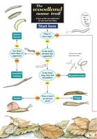 Woodland Name Trail (Identification Chart)