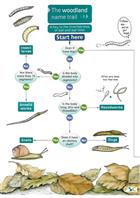 Woodland Name Trail (Identification Chart)