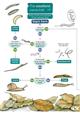 Woodland Name Trail (Identification Chart)