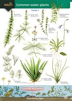 Guide to Commoner Water Plants  (Identification Chart)