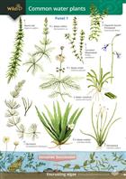 Common Water Plants  (Identification Chart)