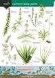 Common Water Plants  (Identification Chart)