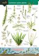 Guide to Commoner Water Plants  (Identification Chart)