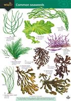 A Guide to Common Seaweeds (Identification Chart)