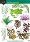A Guide to Common Seaweeds (Identification Chart)