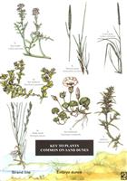 A Key to Plants Common on Sand Dunes (Identification Chart)