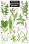 Guide to Grassland Plants 1 (Identification Chart)