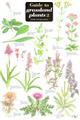 Guide to Grassland Plants 2  (chalk and limestone) (Identification Chart)