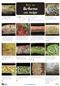 Lichens on Twigs (Identification Chart)