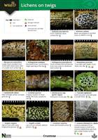 Lichens on Twigs (Identification Chart)