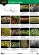 Lichens on Twigs (Identification Chart)