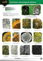 Guide to Common Churchyard Lichens  (Identification Chart)