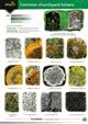 Guide to Common Churchyard Lichens  (Identification Chart)