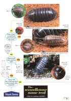 The Woodlouse Name Trail (Identification Chart)