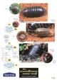 The Woodlouse Name Trail (Identification Chart)