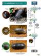 The Woodlouse Name Trail (Identification Chart)