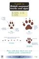 Guide to British Mammal Tracks and Signs (Identification Chart)