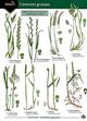 Guide to common grasses 