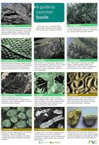 A Guide to Common Fossils  (Identification Chart)